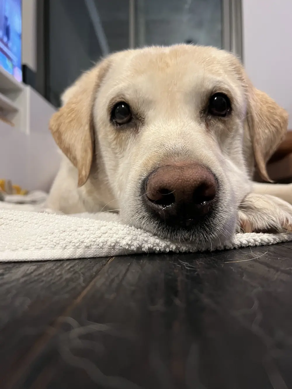 Bruno Panait, Alex's labrador retriever