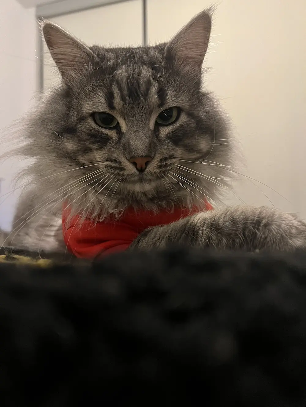 Mars Panait, Alex's maine coon